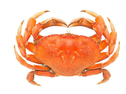 Why Dungeness Crabs are the best seafood delicacy