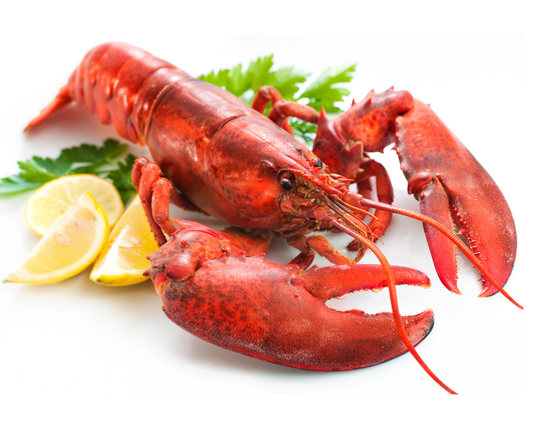 Live Maine Lobster One and Halves (1.4 - 1.69 lbs)