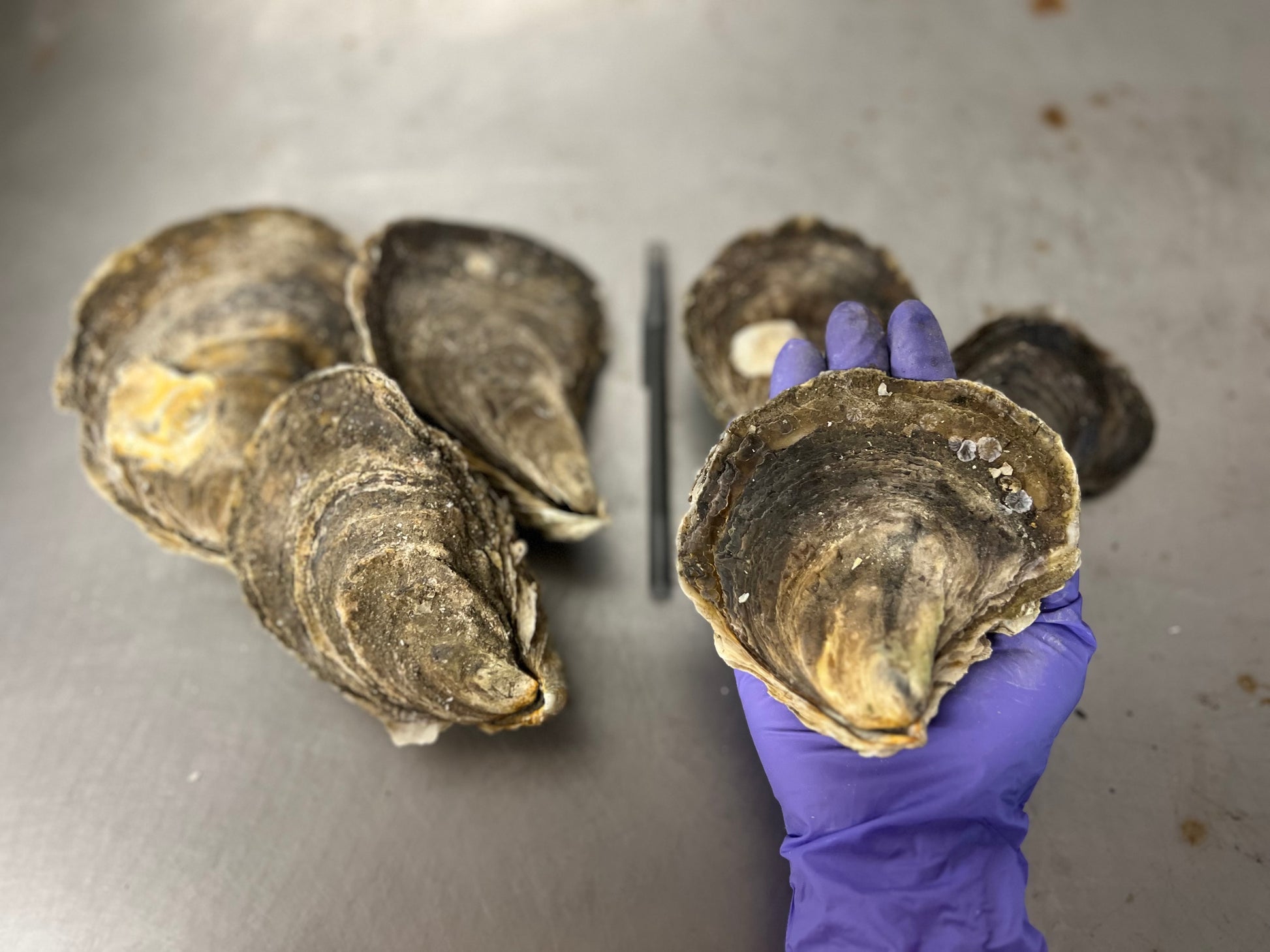 Live Fresh Select Oysters (4-5 inches) - Perfect for Grilling or Raw