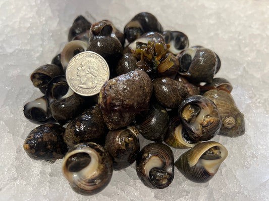 Live Fresh Periwinkle Snails - Ốc Gạo sống