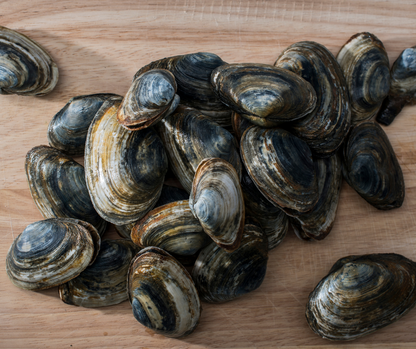 Live Fresh Steamer Clams - Nghêu Maine