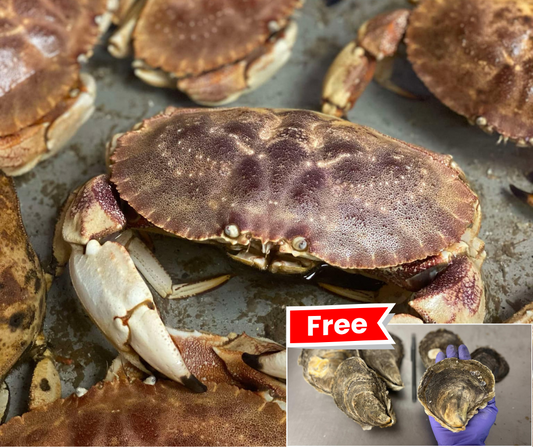 Buy 10lb live Jonah Crabs - Get Free 6 Big Oysters