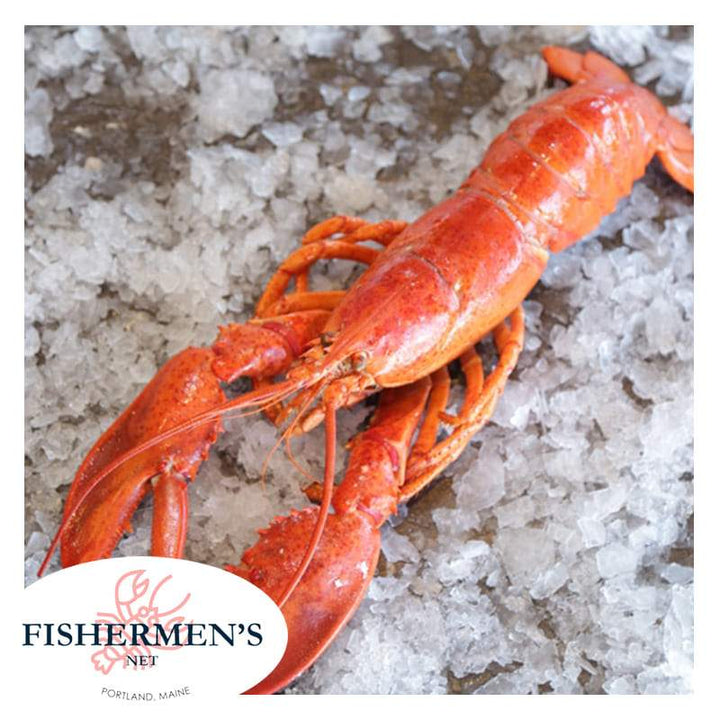 Best Place To Order Maine Lobster Online | Buy Live Lobster – Fishermen ...